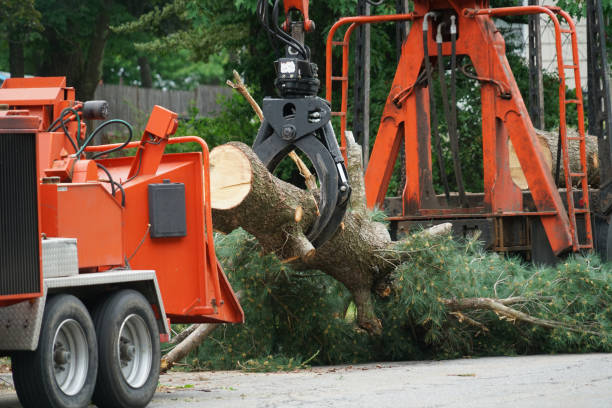 Best Tree Disease Treatment  in Mishawaka, IN